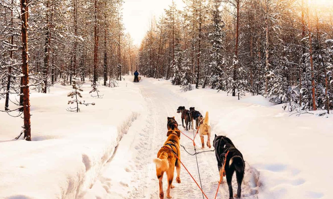 Création de site Internet pour musher